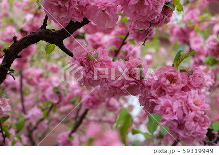Peach flowers in garden in Beijing, China spring Peach flowers in garden in Beijing, China spring 59319949