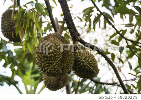 Durian - king of tropical fruit, on a tree branch in the orchard. Fresh durian on a tree in 59320275