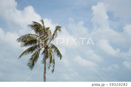 Green palm tree on blue sky background. 59320282