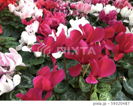 Multicolored plants in the flower shop cyclamen 59320487