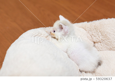 仔猫 生後4週間 仔猫 生後4週間 59320637