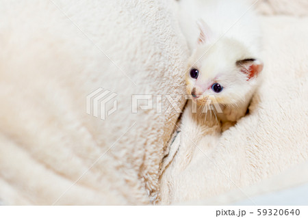仔猫　生後4週間 59320640