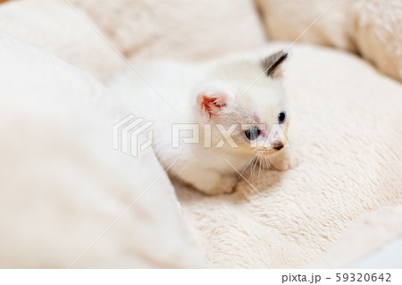 仔猫 生後4週間 仔猫 生後4週間 59320642