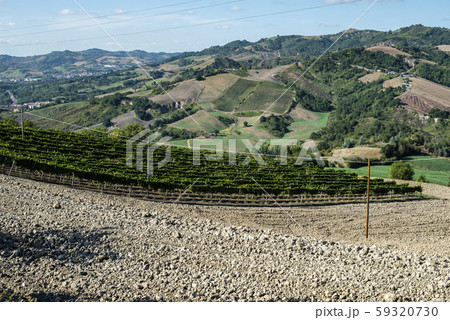 Vine valley, vineyards in rows on hill in Italy. 59320730
