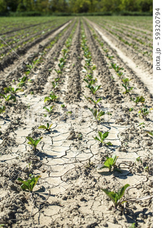 Sugar beet plantation in a row. Sugar beet plantation in a row. 59320794