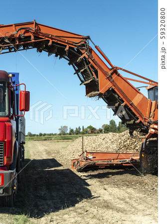 Machine harvest sugar beet. 59320800
