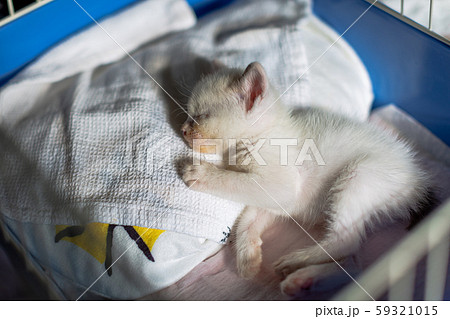 仔猫 生後4週間 保護猫 仔猫 生後4週間 保護猫 59321015