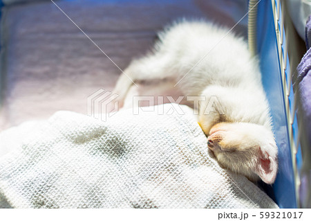 仔猫 生後4週間 保護猫 仔猫 生後4週間 保護猫 59321017