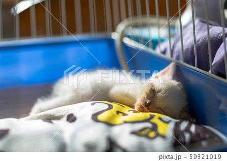 仔猫　生後4週間　保護猫 59321019