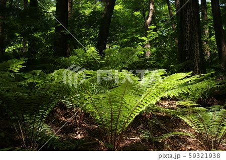 風景 森 植物 風景 森 植物 59321938
