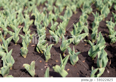 How to Grow Tulips. Early sprouts of tulips in a 59322825