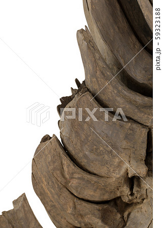 Product from the roots of oak in white background. Product from the roots of oak in white background. 59323188