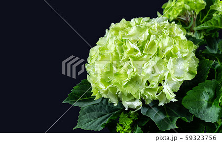 Beautiful green and white hydrangea or hortensia flower isolated on dark background. 59323756