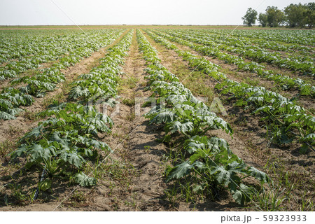 Zucchini in the field. Growing zucchini in rows. Zucchini in the field. Growing zucchini in rows. 59323933