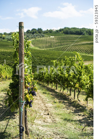 Vineyards on hill in a row. Vineyards on hill in a row. 59323945
