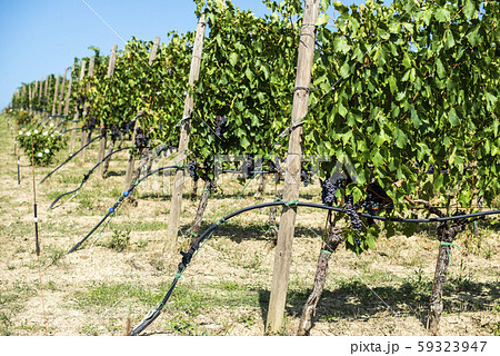 Vineyards on hill in a row. Vineyards on hill in a row. 59323947
