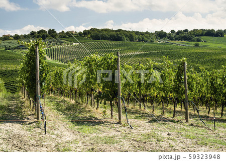 Vineyards on hill in a row. Vineyards on hill in a row. 59323948