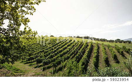 Vineyards on hill in a row. 59323954
