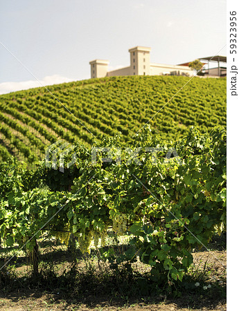 Winery on hill and vineyards rows. Winery building 59323956