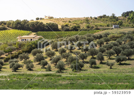 Winery on hill and vineyards rows. Winery building 59323959