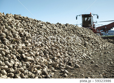 Machine harvest sugar beet. Machine harvest sugar beet. 59323986