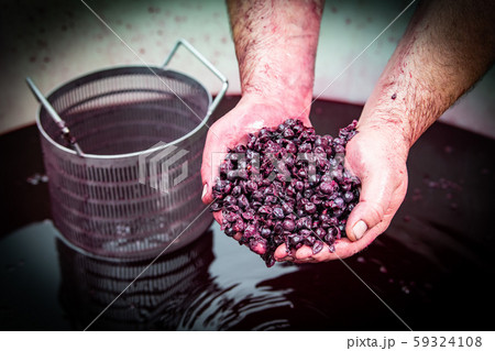 Wine mixing during fermentation process in barrel, Bordeaux Vineyard 59324108