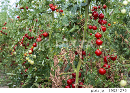 Small tomatoes in greenhouse 59324276