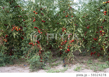 Small tomatoes in greenhouse 59324278