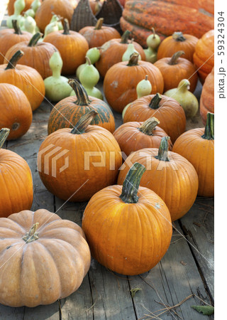 Variety of many pumpkins on the market. Different 59324304