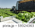 Tractor with production line for harvest lettuce 59324363