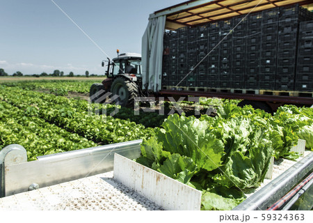 Tractor with production line for harvest lettuce 59324363