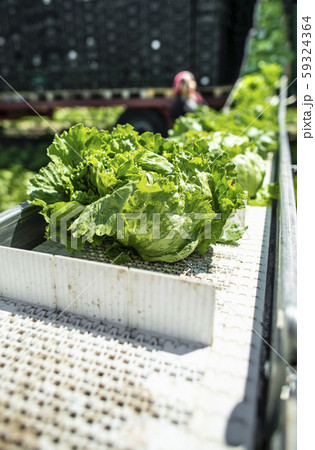 Tractor with production line for harvest lettuce 59324364