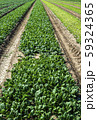 Spinach farm. Organic spinach leaves on the field. 59324365