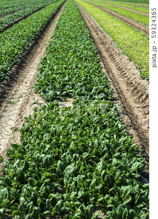 Spinach farm. Organic spinach leaves on the field. 59324365