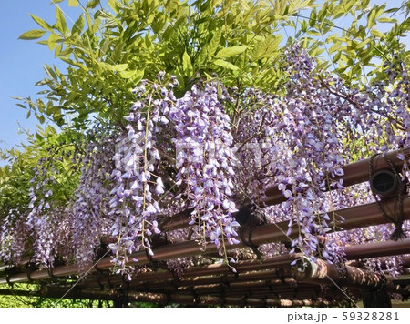 藤棚に咲く満開の紫色の藤の花 藤棚に咲く満開の紫色の藤の花 59328281