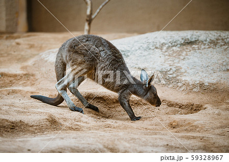 Funny adult gray kangaroo stands on its hind legs on a yellow stone in cloudy weather in winter Funny adult gray kangaroo stands on its hind legs on a yellow stone in cloudy weather in winter 59328967