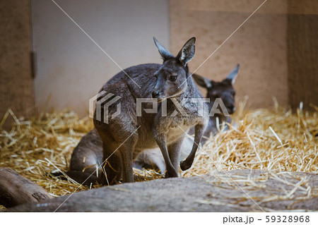 Funny adult gray kangaroo stands on its hind legs on a yellow stone in cloudy weather in winter Funny adult gray kangaroo stands on its hind legs on a yellow stone in cloudy weather in winter 59328968