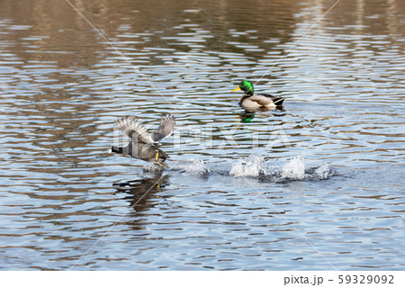 湖面を走るオオバン バンクーバー ブリティッシュコロンビア州 カナダ 湖面を走るオオバン バンクーバー ブリティッシュコロンビア州 カナダ 59329092