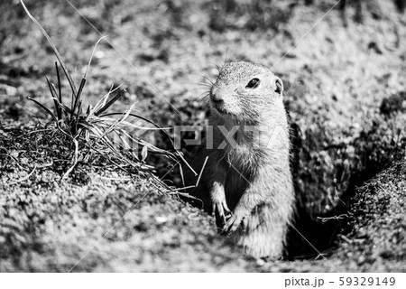 European ground squirrel, Spermophilus citellus, aka European souslik. Small cute rodent in natural European ground squirrel, Spermophilus citellus, aka European souslik. Small cute rodent in natural 59329149