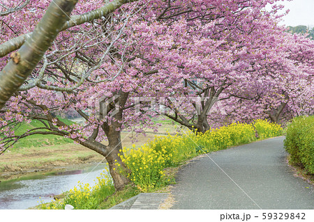 【河津桜　南伊豆町】 59329842