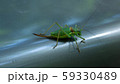 strange cricket 59330489