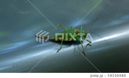 strange cricket strange cricket 59330489