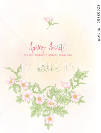 Dog-rose, briar, brier, eglantine, canker-rose. Dog-rose, briar, brier, eglantine, canker-rose. 59330928