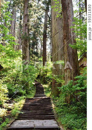 羽黒山の杉並木 59331830