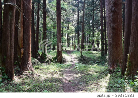 羽黒山の杉並木 羽黒山の杉並木 59331833