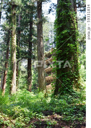 羽黒山の杉並木 59331834