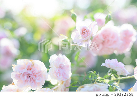 バラ（イメージカット） 59332259