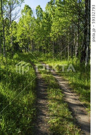 Trail through lush forest in Sun Valley, Idaho, USA 59332793