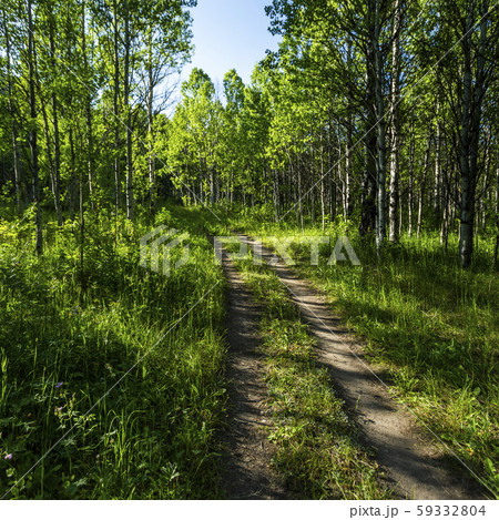 Trail through lush forest in Sun Valley, Idaho, USA Trail through lush forest in Sun Valley, Idaho, USA 59332804