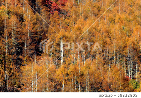 紅葉する山林 59332805